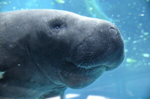 Manatee Viewing Center in Apollo Beach FL