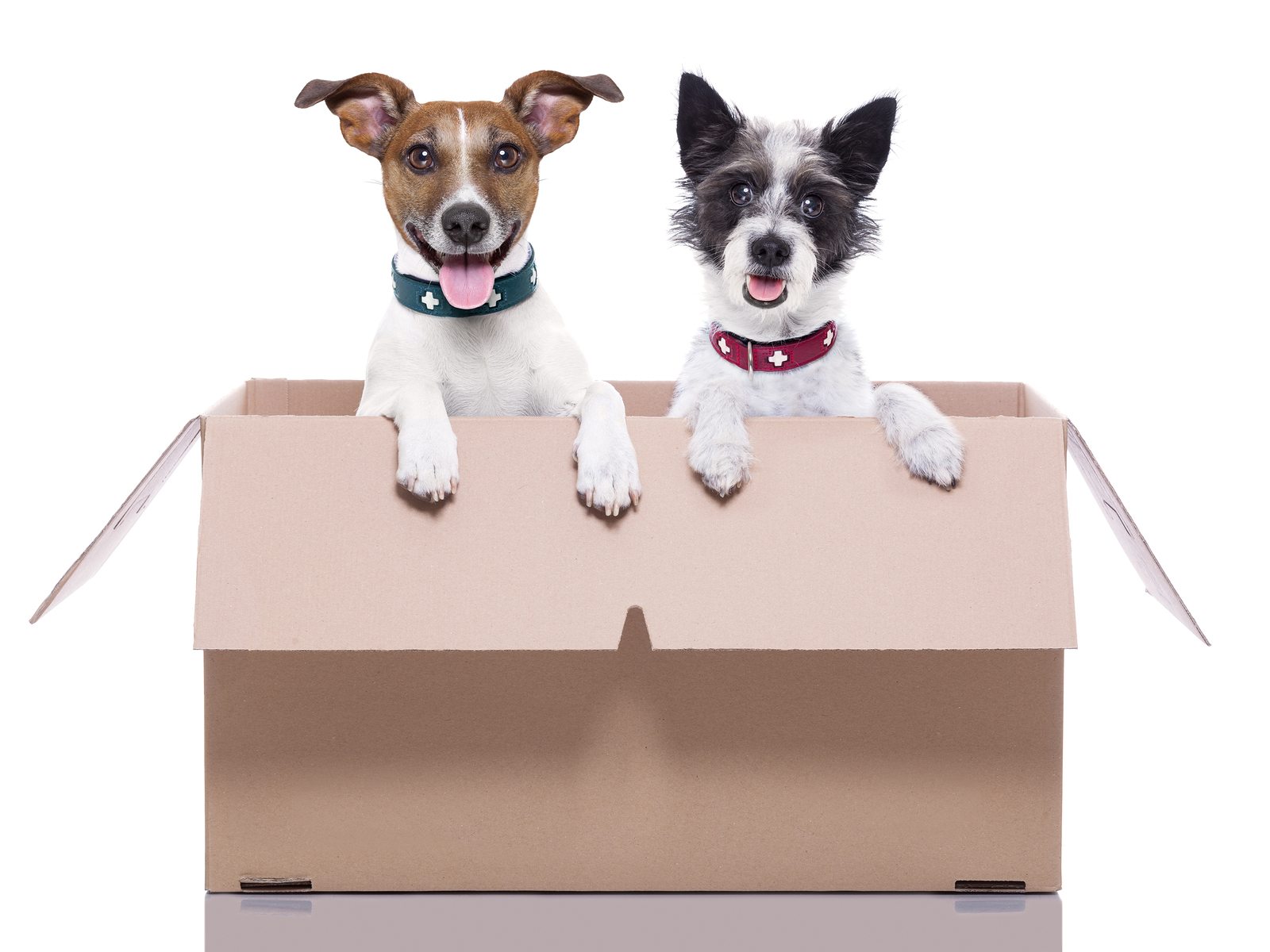 Selling Your Home… With Pets