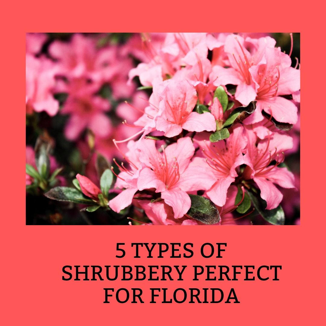 5 Types of Shrubbery Perfect For Florida