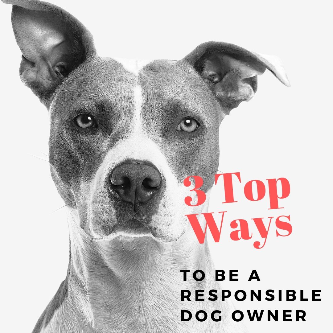 3 Top Ways To Be A Responsible Dog Owner