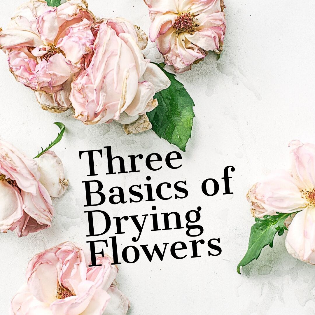 Three Basics of Drying Flowers