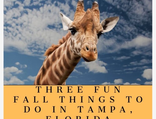 Three Fun Fall Things To Do in Tampa, Florida