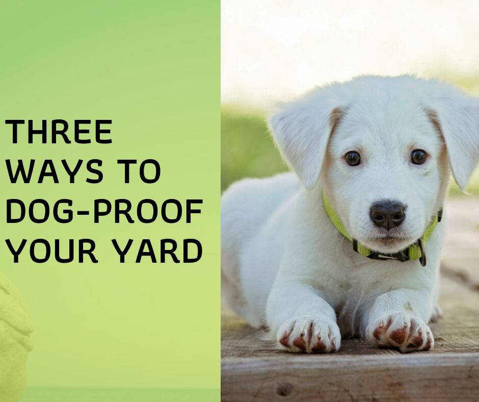 Three Ways To Dog Proof Your Yard