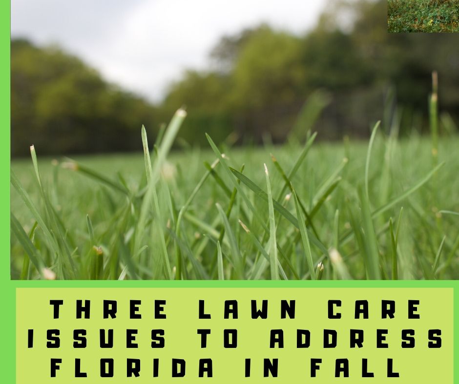 Three Lawn Care Issues To Address In Florida in Fall