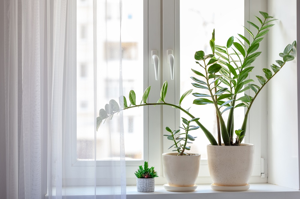 The 7 Best Houseplants to Use in Home Staging and Where to Put Them