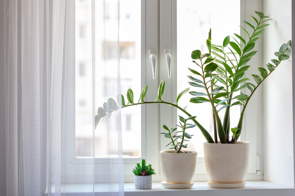 The 7 Best Houseplants To Use In Home Staging and Where To Put Them 