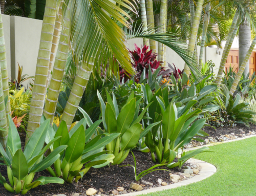 5 Xeriscaping Tips for Tampa Homes