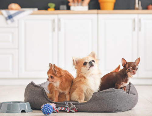 Finding the Perfect Pet-Friendly Home in Tampa Bay